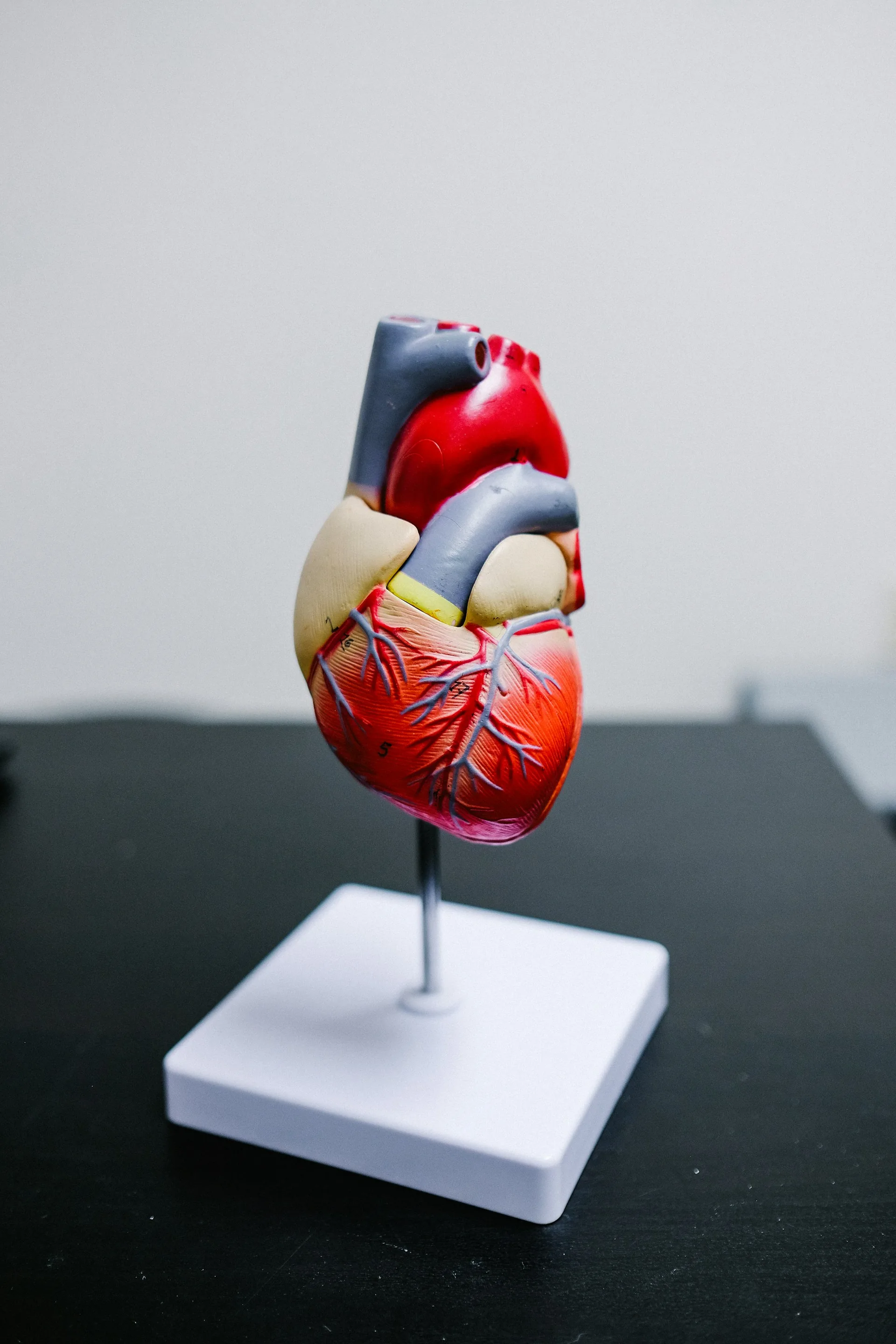 An anatomical model of the human heart, mounted on a white stand